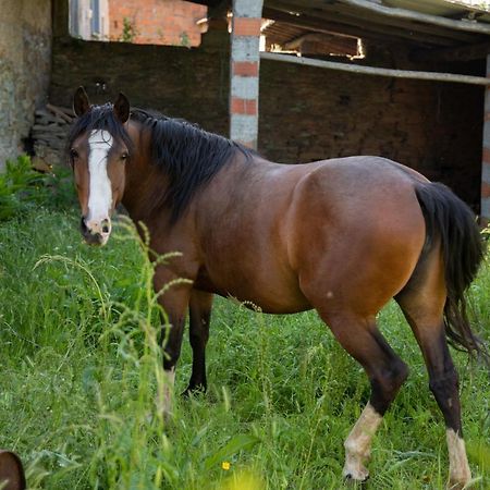 Maison d'hôtes Cavalo De Xisto - Turismo Rural, Lda. à Almaceda Extérieur photo